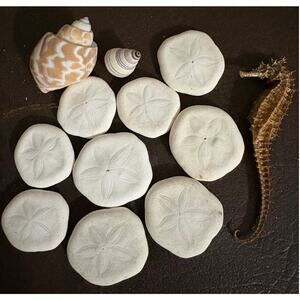 Collection Coastal Sea Biscuits-Sand Dollar-Seahorse Hippocampus Erectus-Shells